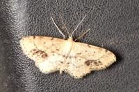 Idaea dimidiata