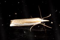 Crambus pascuella