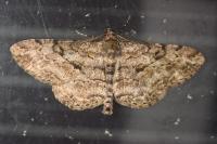 Peribatodes rhomboidaria rhomboidaria