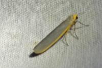 Manulea complana