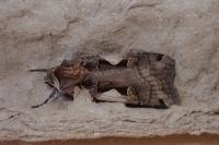 Xestia c-nigrum