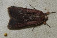 Peridroma saucia
