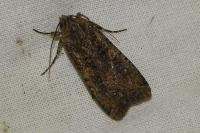 Peridroma saucia
