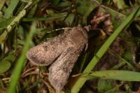 Agrotis segetum