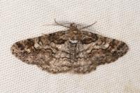 Cleora cinctaria