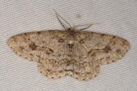 Ectropis crepuscularia