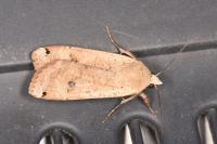 Noctua pronuba