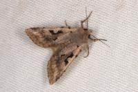 Orthosia gothica