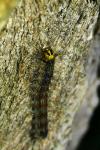 Lymantria dispar