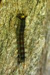 Lymantria dispar