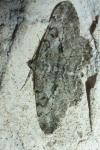 Peribatodes rhomboidaria rhomboidaria