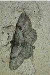 Peribatodes rhomboidaria rhomboidaria