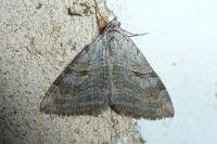 Aplocera efformata/plagiata