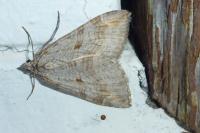 Aplocera efformata/plagiata