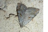 Aplocera efformata/plagiata
