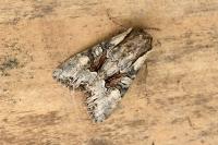 Lacanobia w-latinum