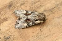 Lacanobia w-latinum
