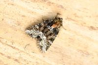 Oligia