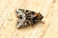Oligia
