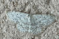 Scopula marginepunctata