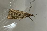 Chrysocramboides craterellus