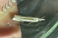 Crambus pascuella