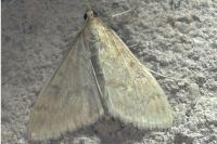 Ostrinia nubilalis