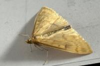 Ostrinia nubilalis