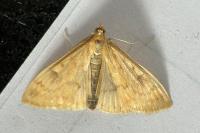 Ostrinia nubilalis