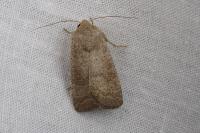 Hoplodrina ambigua