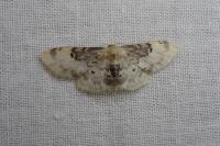 Idaea filicata