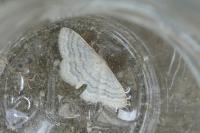 Idaea subsericeata