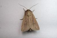 Mythimna pallens