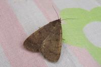 Nodaria nodosalis