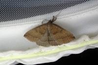 Polypogon plumigeralis