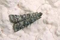Dioryctria abietella