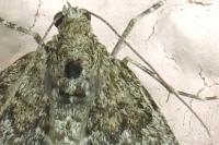Thera variata