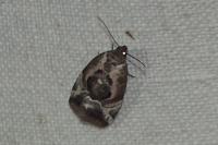 Elaphria venustula