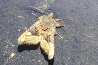Euplexia lucipara