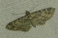 Gymnoscelis rufifasciata