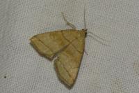 Herminia tarsicrinalis