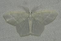 Jodis lactearia