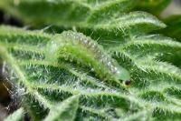 Patania ruralis
