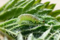 Patania ruralis