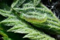 Patania ruralis