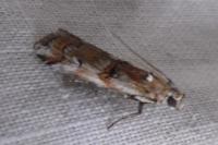 Pempelia palumbella