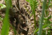 Autographa gamma