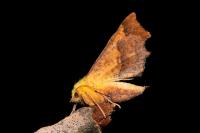 Ennomos alniaria