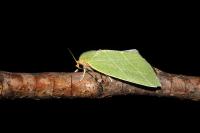 Bena bicolorana