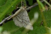 Isturgia murinaria